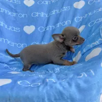 Honor Lavender Tricolor Short Ct, a male Chihuahua for sale in Spiro, OK – 4 of 10