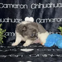 Blue long coat AKC ACA, a male Chihuahua for sale in Spiro, OK – 7 of 10