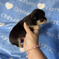 Jed Short Coat , a male Chihuahua for sale in Spiro, OK – 8 of 8