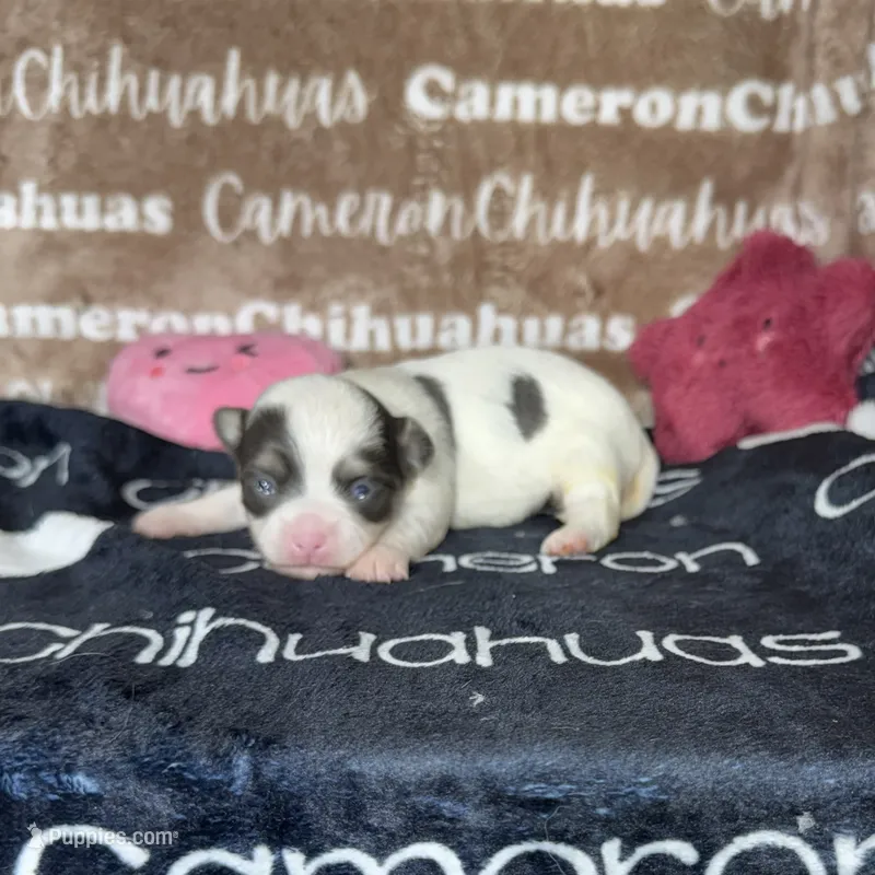 Brie Blue Long coat  – Chihuahua puppy for sale in Spiro, OK