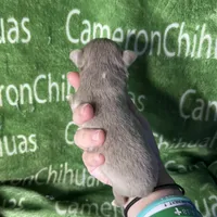 Spud LC Micro Tiny Lavender, a male Chihuahua for sale in Spiro, OK – 6 of 10