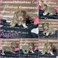 Aspen Long Coat Lavender , a female Chihuahua for sale in Spiro, OK – 9 of 9