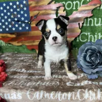 Jethro Short Coat, a male Chihuahua for sale in Spiro, OK – 2 of 10