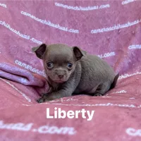 Liberty Tiny Lavender Short Coat, a female Chihuahua for sale in Spiro, OK – 5 of 10