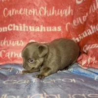 Cannoli Short Coat Lavender, a male Chihuahua for sale in Spiro, OK – 3 of 6