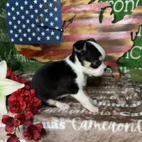 Jethro Short Coat, a male Chihuahua for sale in Spiro, OK – 3 of 10