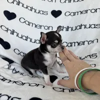 Tip Black Tri SC, a male Chihuahua for sale in Spiro, OK – 4 of 9