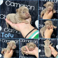 Tofu Lavender LC, a male Chihuahua for sale in Spiro, OK – 7 of 10