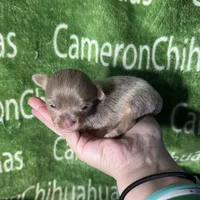 Spud LC Micro Tiny Lavender, a male Chihuahua for sale in Spiro, OK – 2 of 10