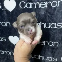 Blue long coat , a male Chihuahua for sale in Spiro, OK – 2 of 10