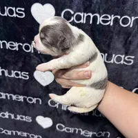 Bliss Blue Long Coat AKC ACA, a female Chihuahua for sale in Spiro, OK – 8 of 10