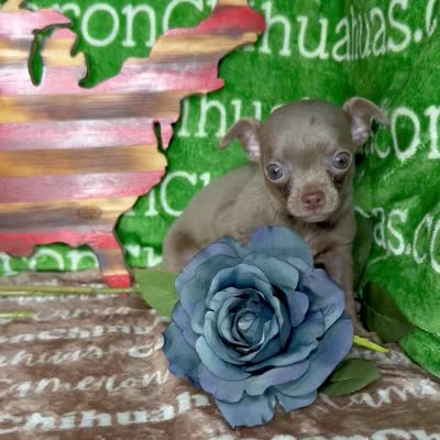 Freedom Lavender Short Coat, a male Chihuahua for sale in Spiro, OK – 6 of 10