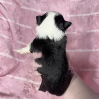 EllieMay Long Coat, a female Chihuahua for sale in Spiro, OK – 6 of 10