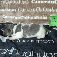 Blue long coat , a male Chihuahua for sale in Spiro, OK – 4 of 10