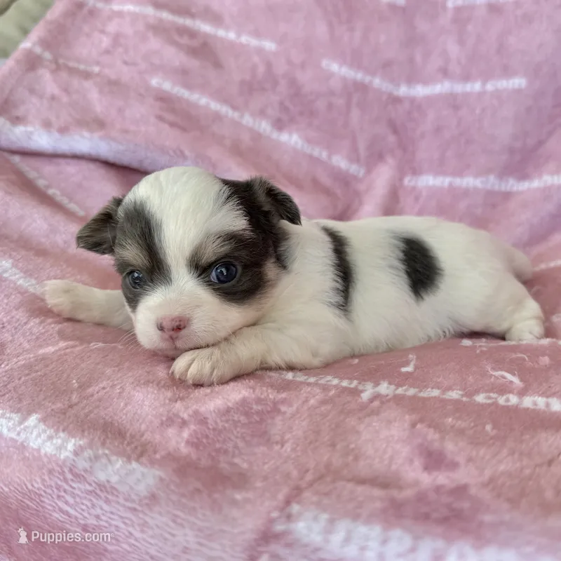 Brie Blue Long coat AKC ACA – Chihuahua puppy for sale in Spiro, OK