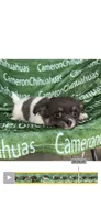Blue long coat AKC ACA, a male Chihuahua for sale in Spiro, OK – 5 of 10