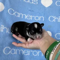 Tip Black Tri SC, a male Chihuahua for sale in Spiro, OK – 4 of 10