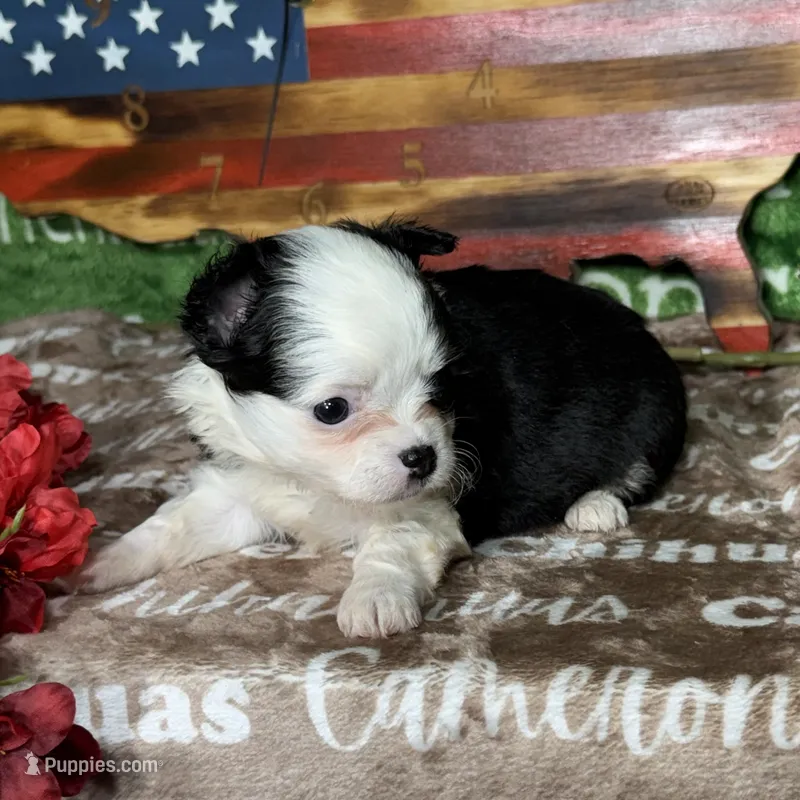 Super Tiny EllieMay Long Coat – Chihuahua puppy for sale in Spiro, OK