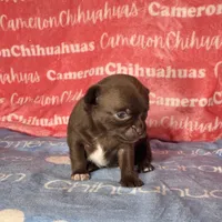 Shoko Short Coat Chocolate , a female Chihuahua for sale in Spiro, OK – 3 of 6