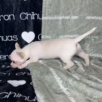 Chloe Smooth Coat Cream, a female Chihuahua for sale in Spiro, OK – 3 of 10