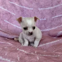 Chloe Smooth Coat Cream, a female Chihuahua for sale in Spiro, OK – 6 of 10