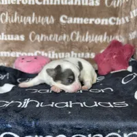 Brie Blue Long coat , a female Chihuahua for sale in Spiro, OK – 5 of 10
