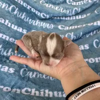 Thumper Micro Long Coat Lavender , a male Chihuahua for sale in Spiro, OK – 2 of 6
