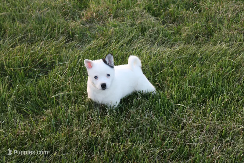 Asher – Alaskan Klee Kai puppy for sale in Ripley, OH