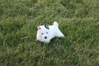 Asher, a male Alaskan Klee Kai for sale in Ripley, OH – Photo 2 of 2