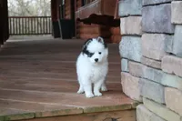 Oreo, a male Alaskan Klee Kai for sale in Ripley, OH – Photo 3 of 4