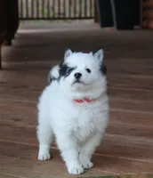 Oreo, a male Alaskan Klee Kai for sale in Ripley, OH – Photo 2 of 4
