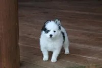 Oreo, a male Alaskan Klee Kai for sale in Ripley, OH – Photo 4 of 4