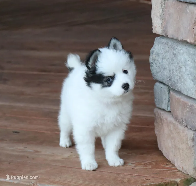 Oreo – Alaskan Klee Kai puppy for sale in Ripley, OH