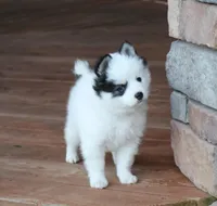 Oreo, a male Alaskan Klee Kai for sale in Ripley, OH – Photo 1 of 4