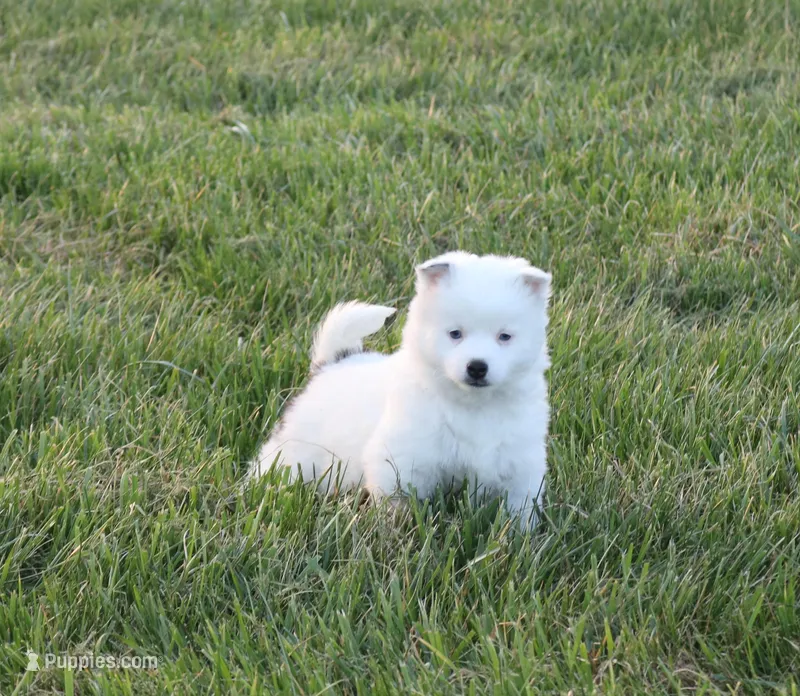 Pepper – Alaskan Klee Kai puppy for sale in Ripley, OH
