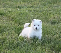 Pepper, a female Alaskan Klee Kai for sale in Ripley, OH – Photo 1 of 2