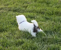 Pepper, a female Alaskan Klee Kai for sale in Ripley, OH – Photo 2 of 2