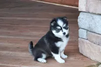 Bella, a female Alaskan Klee Kai for sale in Ripley, OH – Photo 3 of 3
