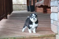 Bella, a female Alaskan Klee Kai for sale in Ripley, OH – Photo 2 of 3