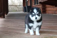 Bella, a female Alaskan Klee Kai for sale in Ripley, OH – Photo 1 of 3