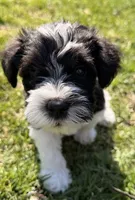 Mob - white collar, a male Miniature Schnauzer for sale in Rockford, IL – Photo 2 of 5