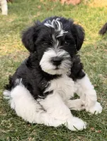 Mob - white collar, a male Miniature Schnauzer for sale in Rockford, IL – Photo 4 of 5