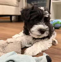 Mob - white collar, a male Miniature Schnauzer for sale in Rockford, IL – Photo 5 of 5