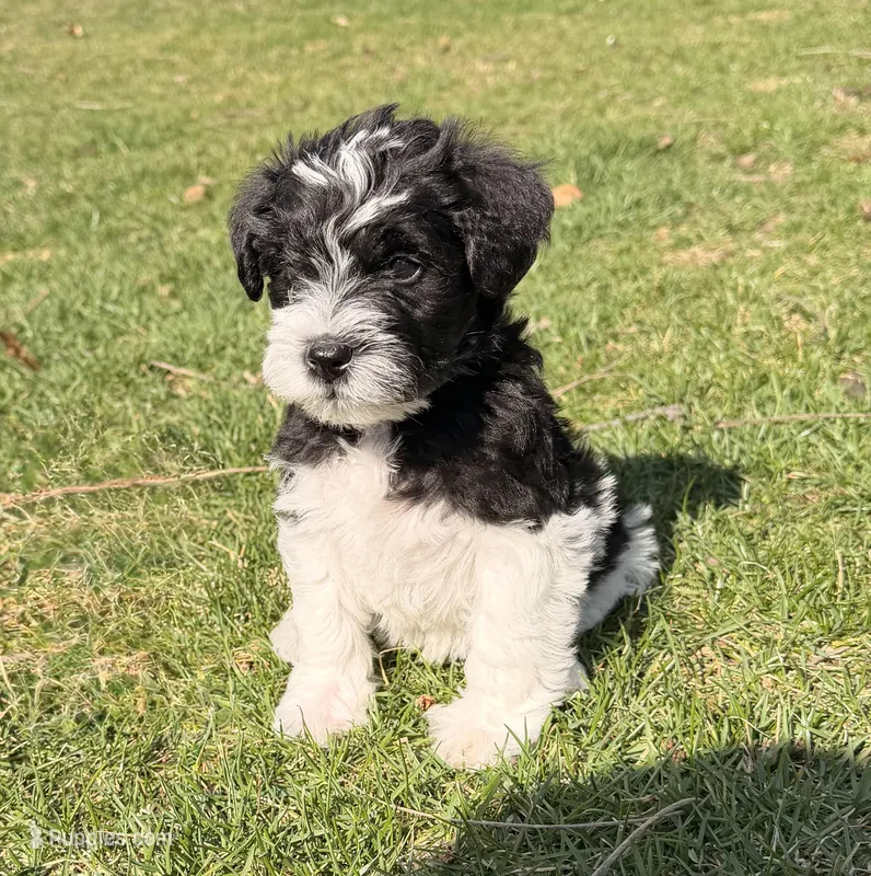 Mob - white collar – Miniature Schnauzer puppy for sale in Rockford, IL