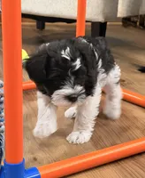 Mob - white collar, a male Miniature Schnauzer for sale in Rockford, IL – Photo 3 of 5