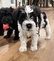 Jay - dark blue collar, a male Miniature Schnauzer for sale in Rockford, IL – Photo 2 of 3