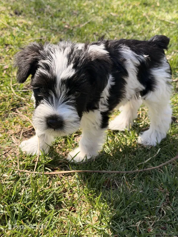 Jay - dark blue collar – Miniature Schnauzer puppy for sale in Rockford, IL