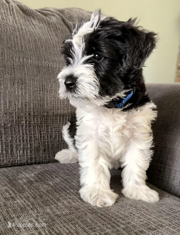Jay - dark blue collar – Miniature Schnauzer puppy for sale in Rockford, IL