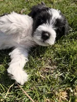 Jay - dark blue collar, a male Miniature Schnauzer for sale in Rockford, IL – Photo 3 of 3