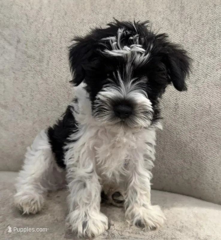 Jay - dark blue collar – Miniature Schnauzer puppy for sale in Rockford, IL